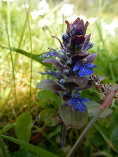 Kriechender Günsel mit Blüten Bio-Qualität zum Räuchern (Ajuga reptans)